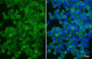 Anti-CD13 antibody [HL6252] used in Immunocytochemistry/ Immunofluorescence (ICC/IF). GTX648344